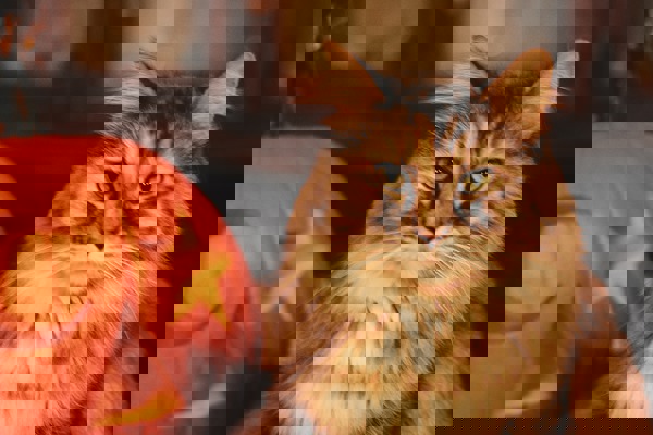 5 ways to keep your cat safe at Halloween