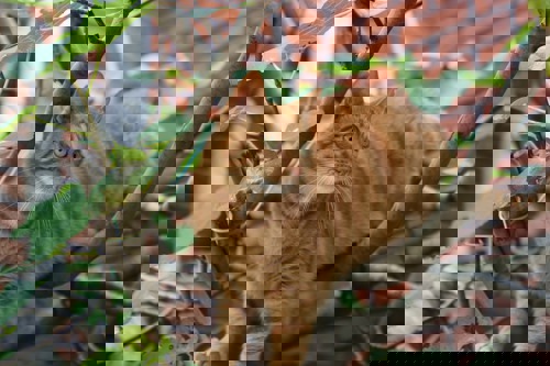 ginger tabby cat sitting in tree branches